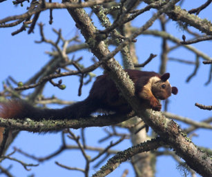 Giant Indian Squirrel