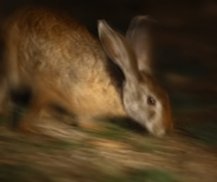 Black Naped Hare