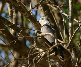 Indian Hawk Cuckoo