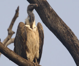 Long Billed Vulture