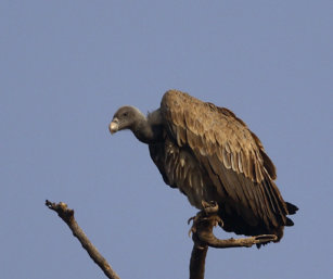 Long Billed Vulture