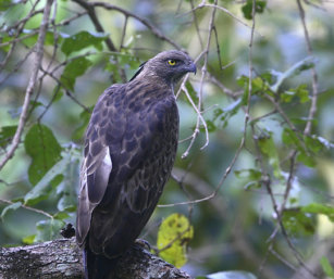 Mountain Hawk Eagle