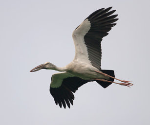 Open-Billed Stork