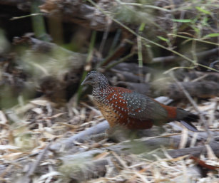 Painted Spurfowl