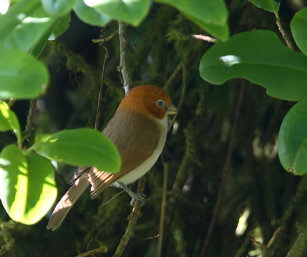 Greater Rufous-headed Parrotbill