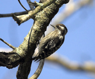 Pygmy Woodpecker