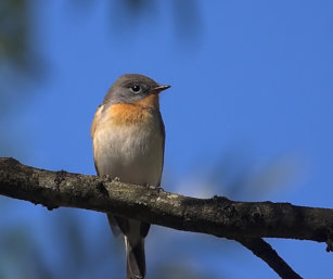 Red-Breasted Flycatcher