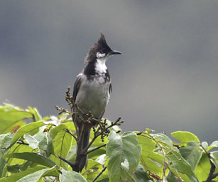 Red-Wiskered Bulbul