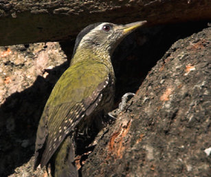 Scaly-Bellied Woodpecker