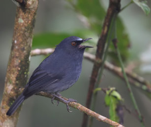 White-bellied Shortwing