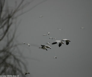 snow_geese_ft