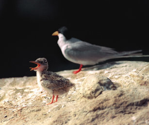 River Tern Chick