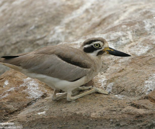 Thick Knee