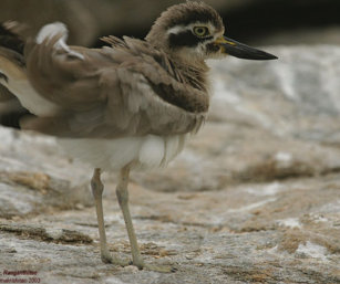 Thick Knee