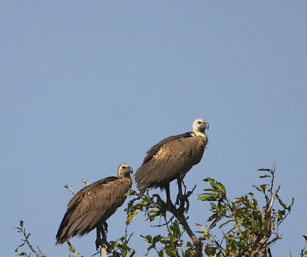 White-Naped Vulture