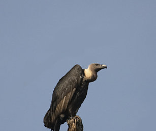 White-Naped Vulture