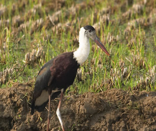 Woolly-Necked Stork