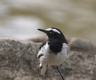 White-Browed Wagtail