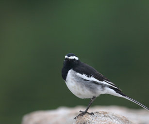 White-Browed Wagtail