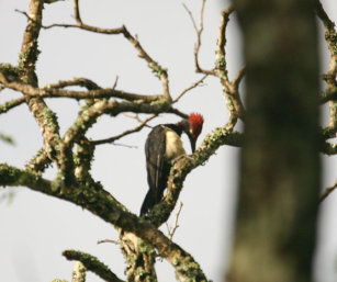 White-Bellied Woodpecker