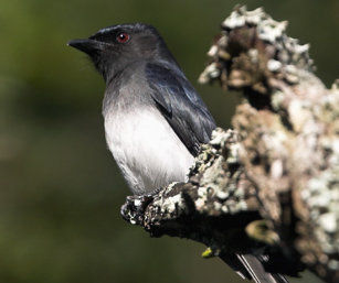White-Bellied Drongo