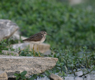 Wood Sand Piper
