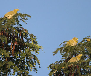 Yellow-Footed green Pigeon