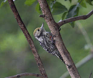 Yellow-Crowned Woodpecker