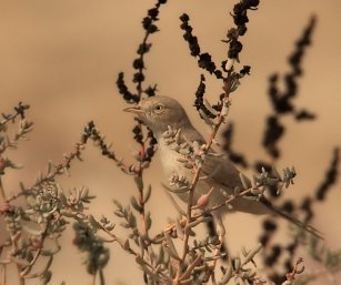 Desert Warbler