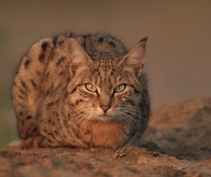 Desert Cat