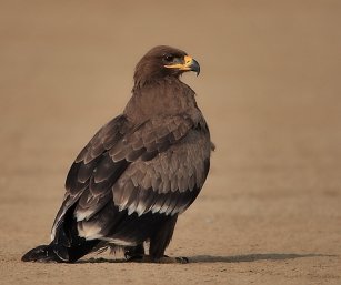 steppe Eagle